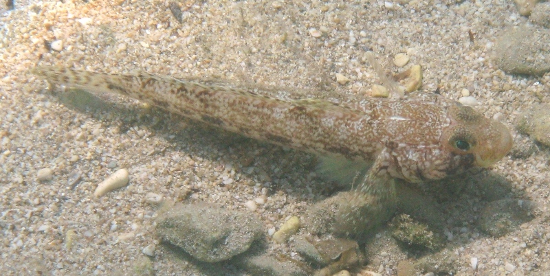 Gobius geniporus